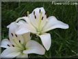 white lily flower