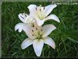 white lily flower