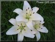 white lily flower