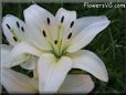 white lily flower