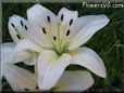 white lily flower