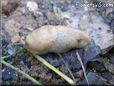 tan slug