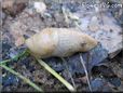 tan slug