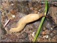 tan slug