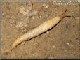 tan slug