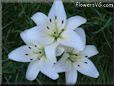 white lily flower