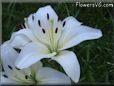 white lily flower