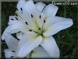 white lily flower