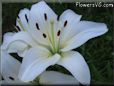 white lily flower