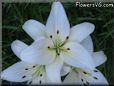 white lily flower