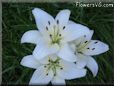 white lily flower