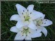 white lily flower