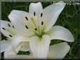 white lily flower