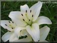 white lily flower