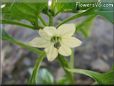  Jalapeno flower blossom pictures