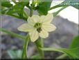 jalapeno blossom flower