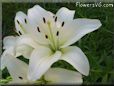 white lily flower