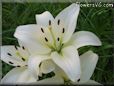 white lily flower