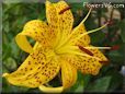 black yellow lily flower