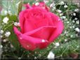 light red rose flower