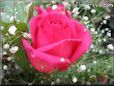 light red rose flower