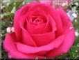 light red rose flower