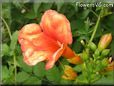 red trumpet flower