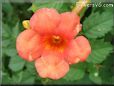 red trumpet flower