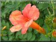 trumpet flower