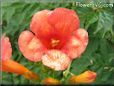 trumpet flower