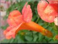 trumpet flower