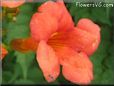 trumpet flower shrub  picture