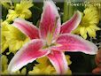 red white lily flower