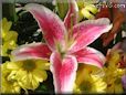 red white lily flower