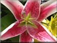 red white lily flower