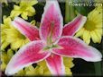 red white lily flower