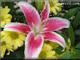 red white lily flower