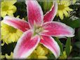 red white lily flower