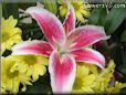 red white lily flower