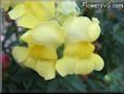 yellow snap dragon flower