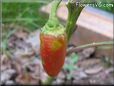 red jalapeno pepper