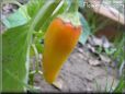 orange yellow pepper  pictures