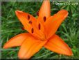 orange lily flower