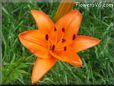 orange lily flower