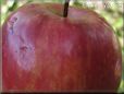 maroon apple