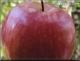 maroon apple