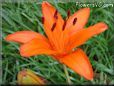 orange lily flower