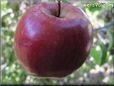 maroon apple