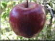 maroon apple