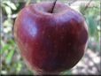 maroon apple